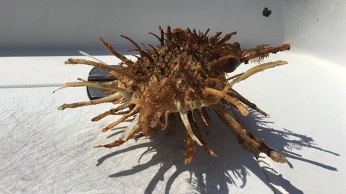 finding helmet conch, sand dollars sea glass and shells in Eleuthera